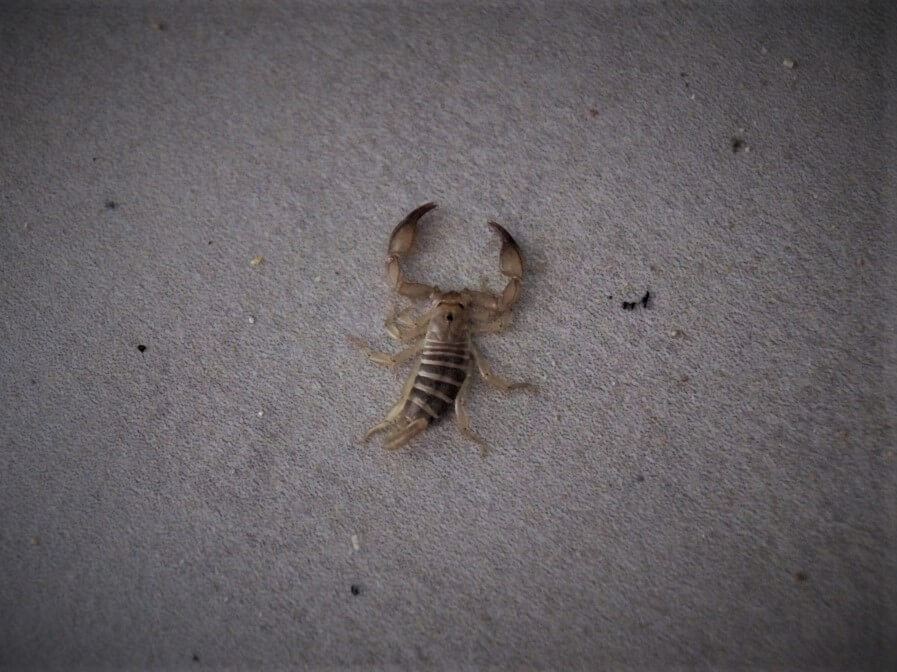 skorpion na Krecie