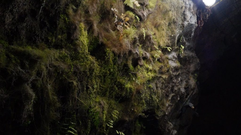 sztolnia królowa luiza- roślinność pod ziemią 