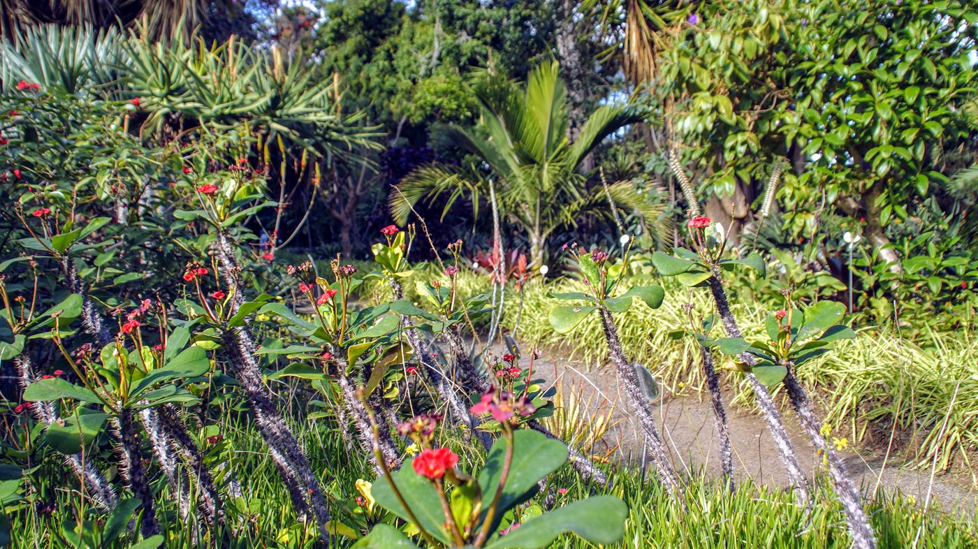 Ogród Botaniczny w Puerto de La Cruz