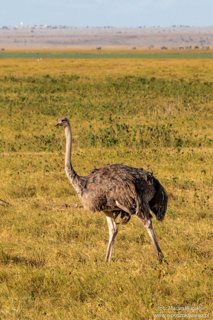 Ptaki w Amboseli