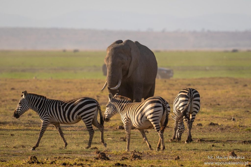 Zwierzęta w Amboseli
