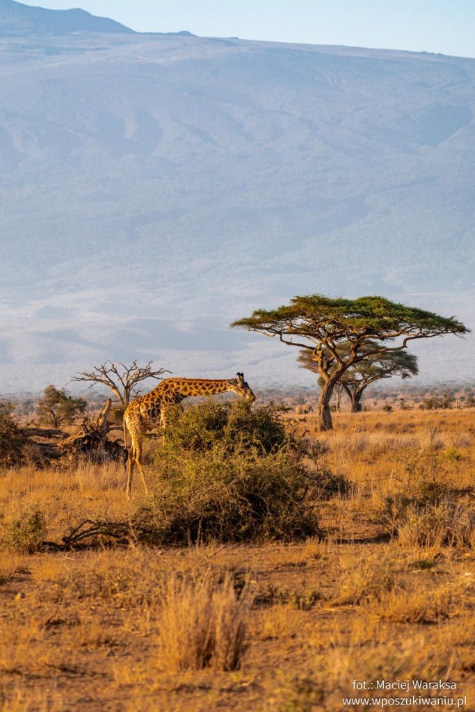 Zwierzęta w Amboseli