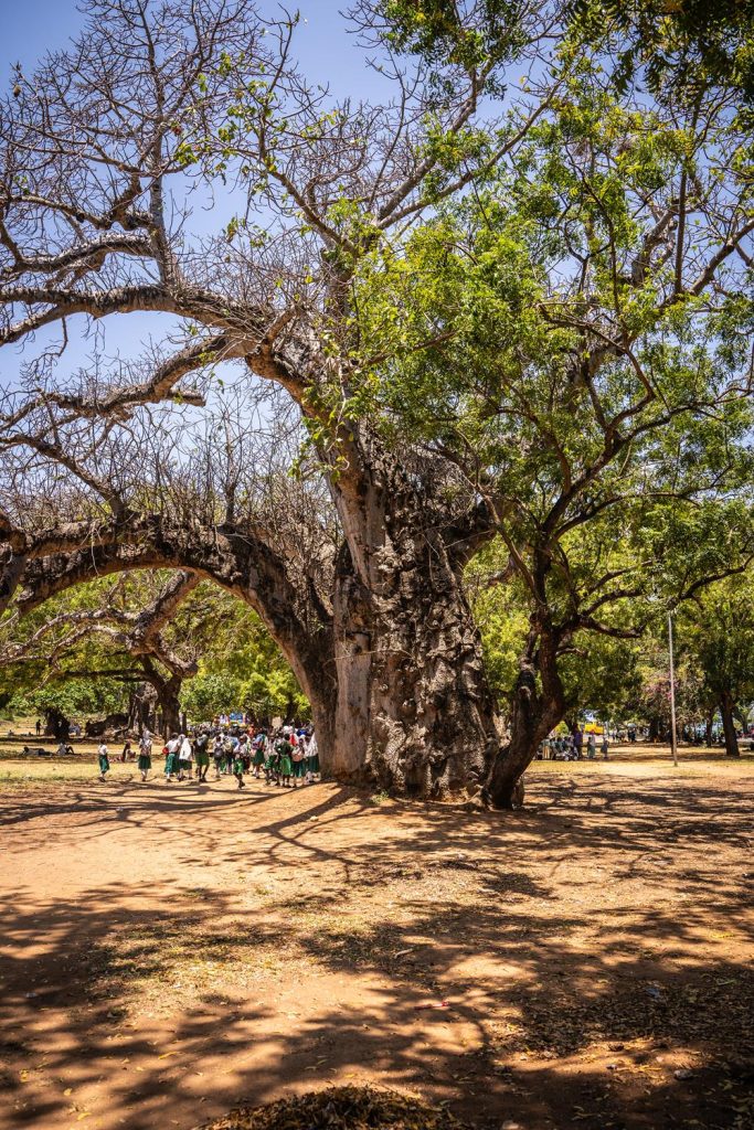 Park Baobabów