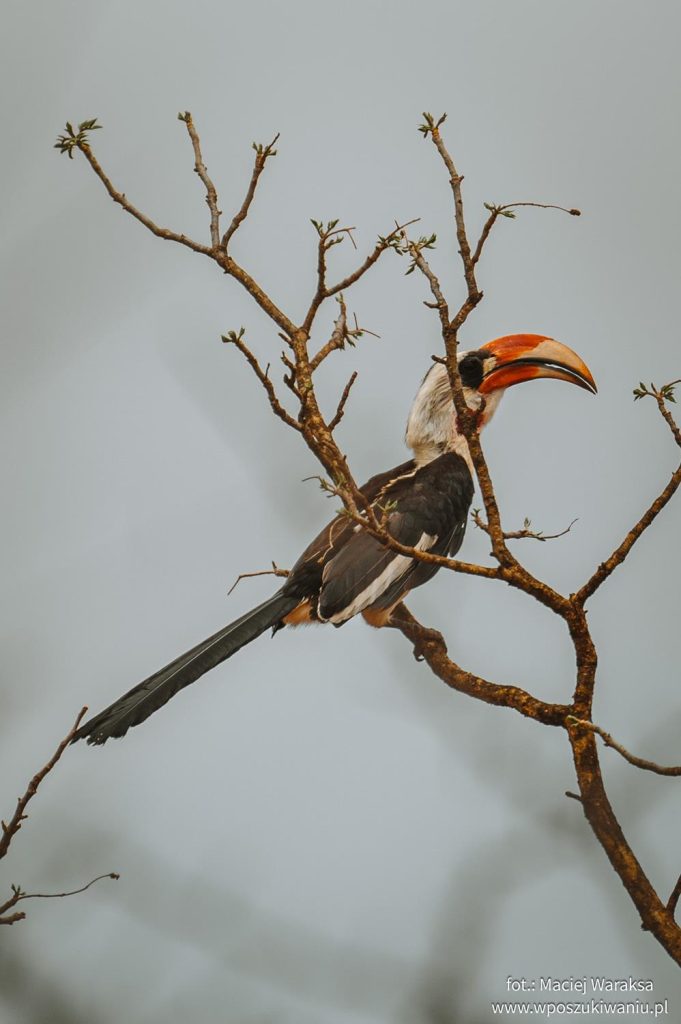 Ptaki w Tsavo West