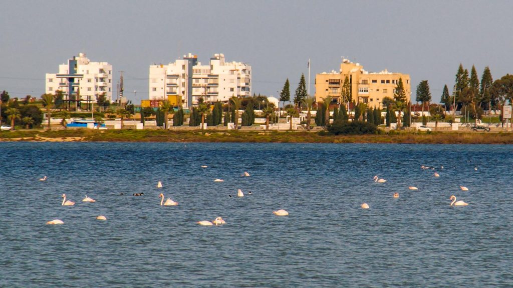Słone jezioro w Larnace